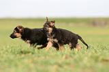 BERGER ALLEMAND 1146